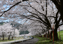 写真：関川村の春