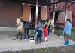 写真：馬