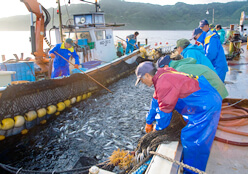 写真：大謀網漁見物