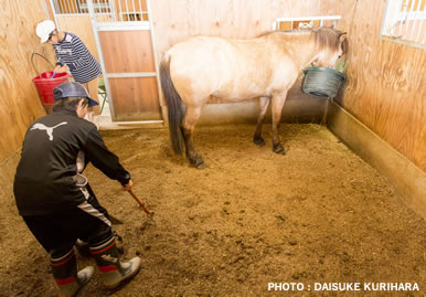 写真：馬